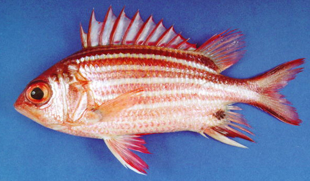 Sargocentron rubrum_03.jpg